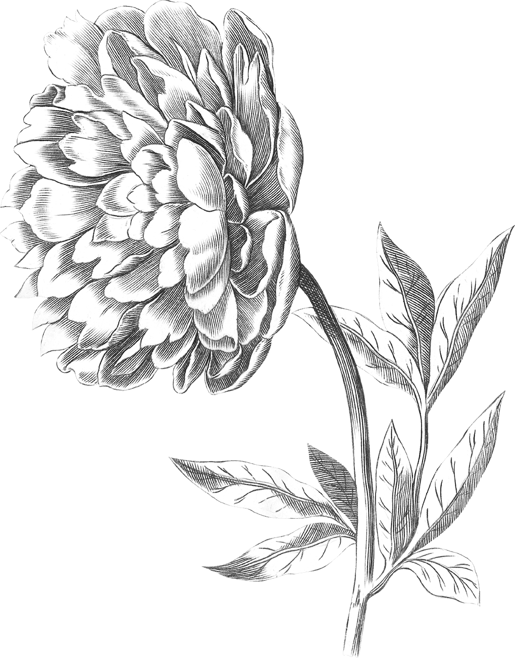 Flower right